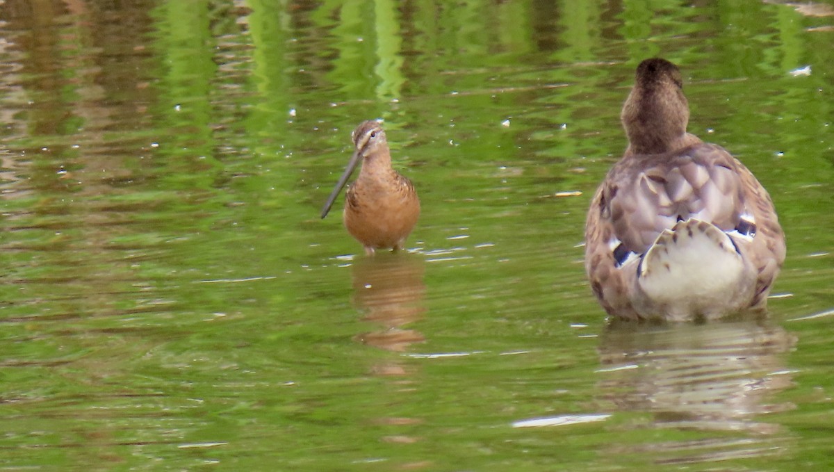 Long-billed Dowitcher - ML467642541