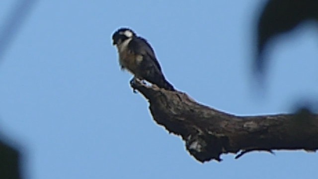 Black-thighed Falconet - ML467642871