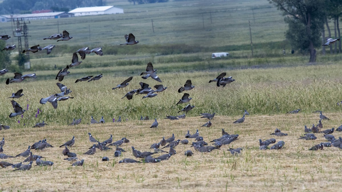 Common Wood-Pigeon - ML467642941