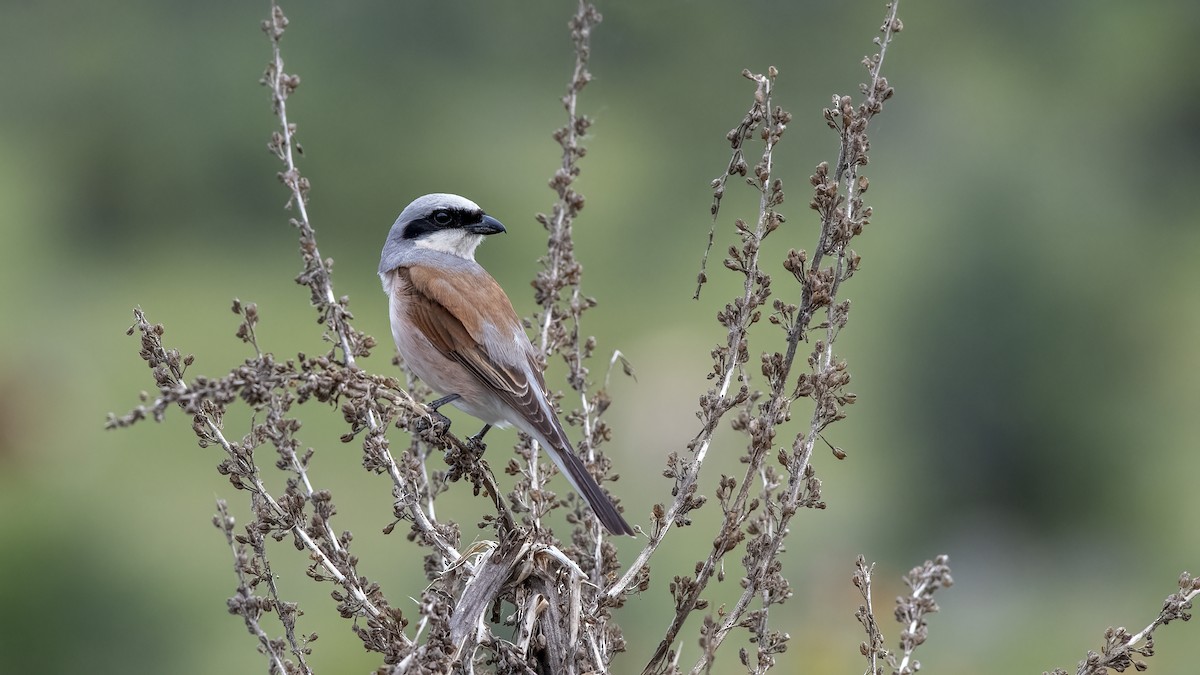 Red-backed Shrike - ML467642981