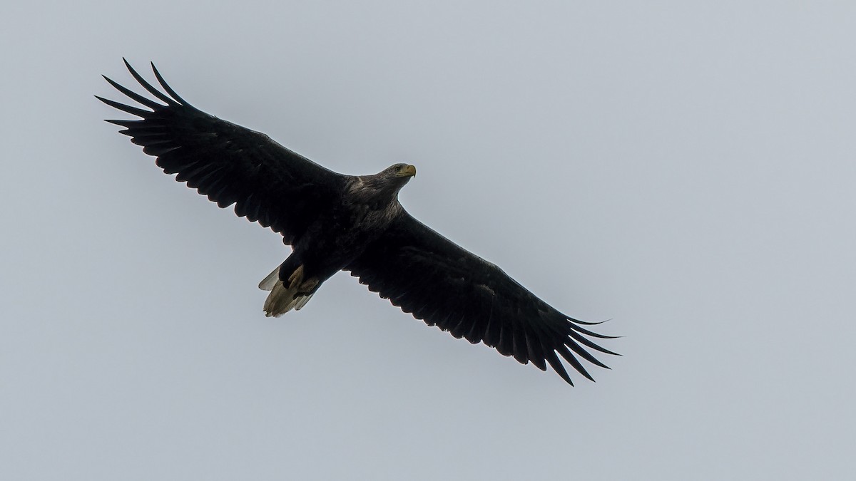 White-tailed Eagle - ML467643011