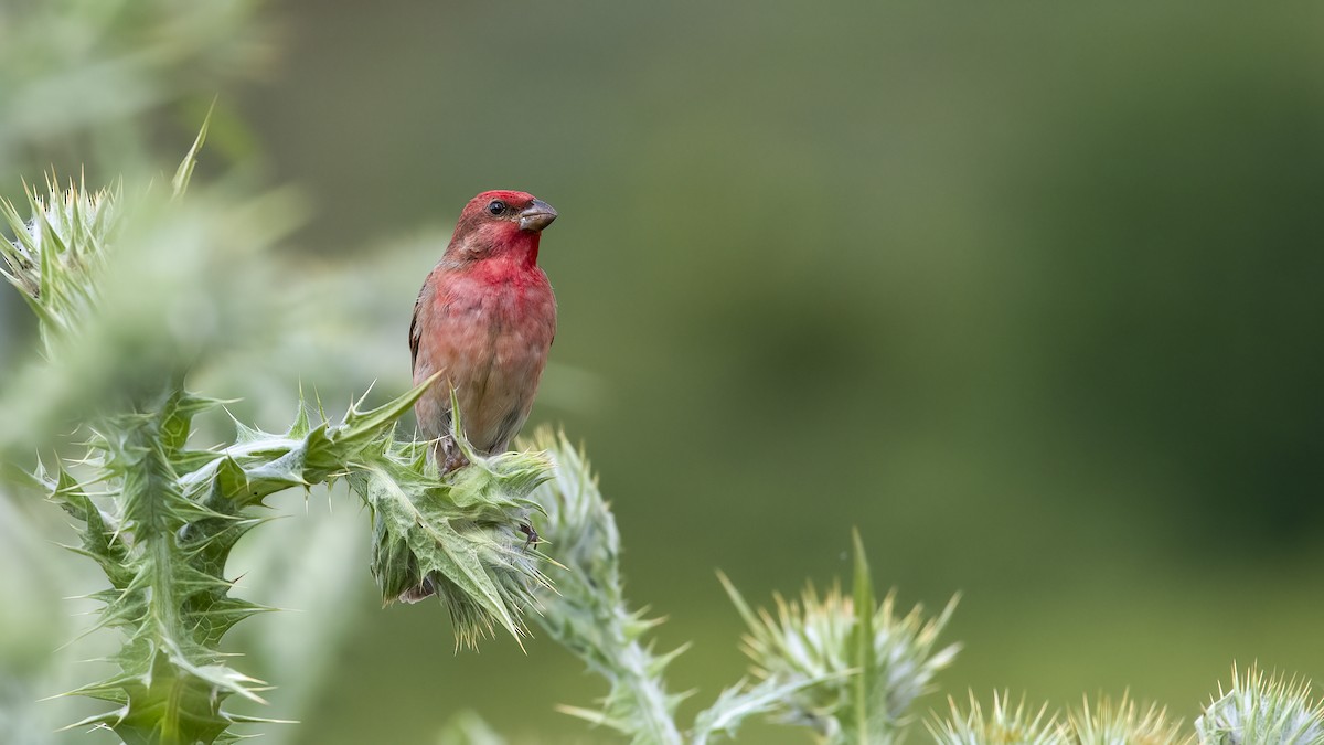 Common Rosefinch - ML467643031