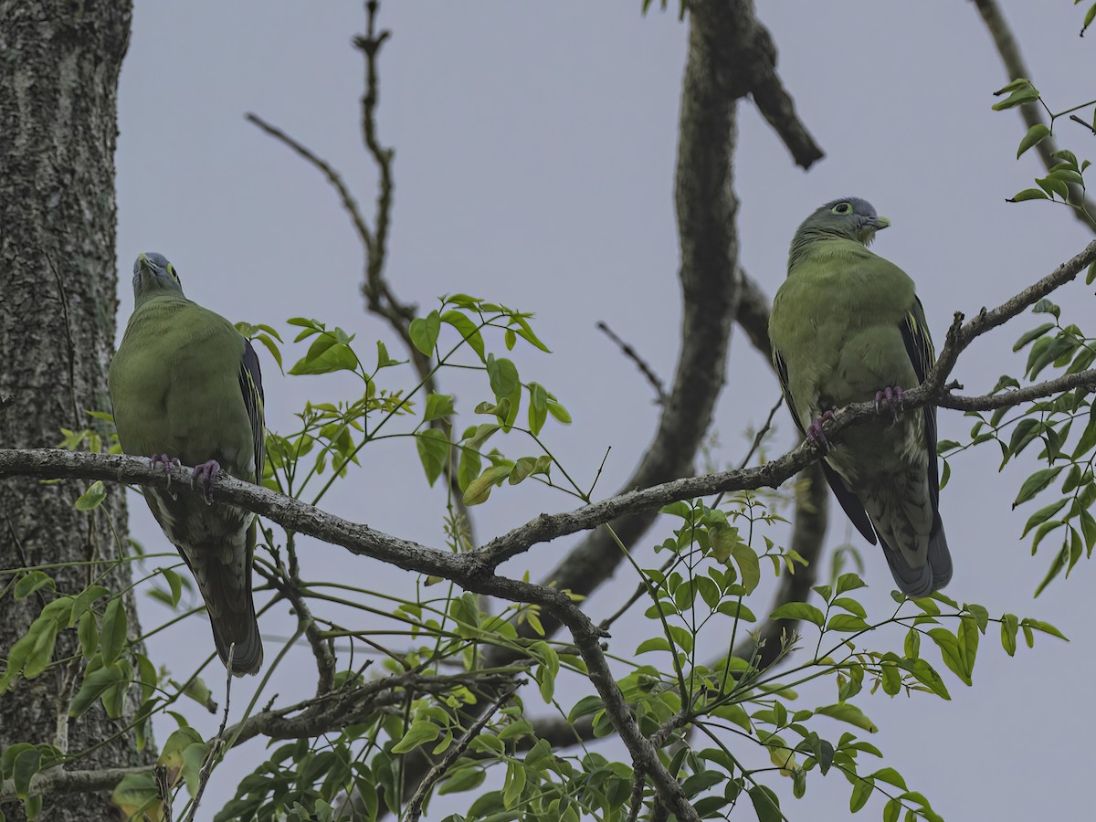 Gray-cheeked Green-Pigeon - Karl Hu