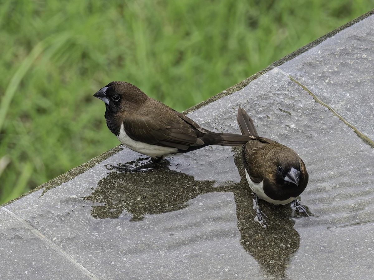 Capuchino de Java - ML467644001