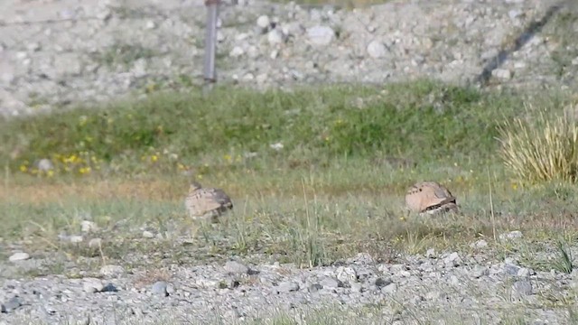 Tibetan Sandgrouse - ML467644431