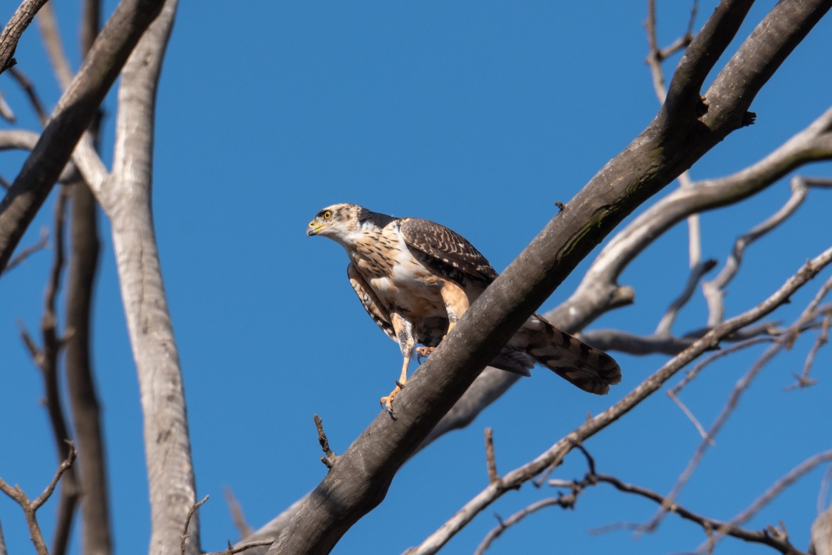 Black Goshawk - ML467648921