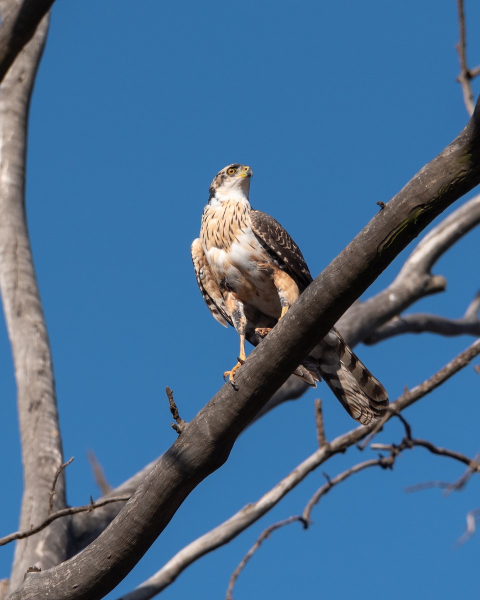 Black Goshawk - ML467648931
