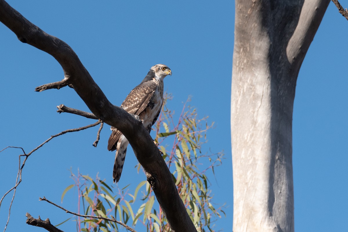Black Goshawk - ML467649001