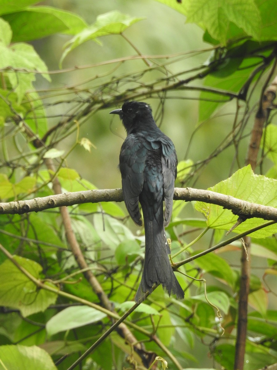 Fork-tailed/Square-tailed Drongo-Cuckoo - ML467649081