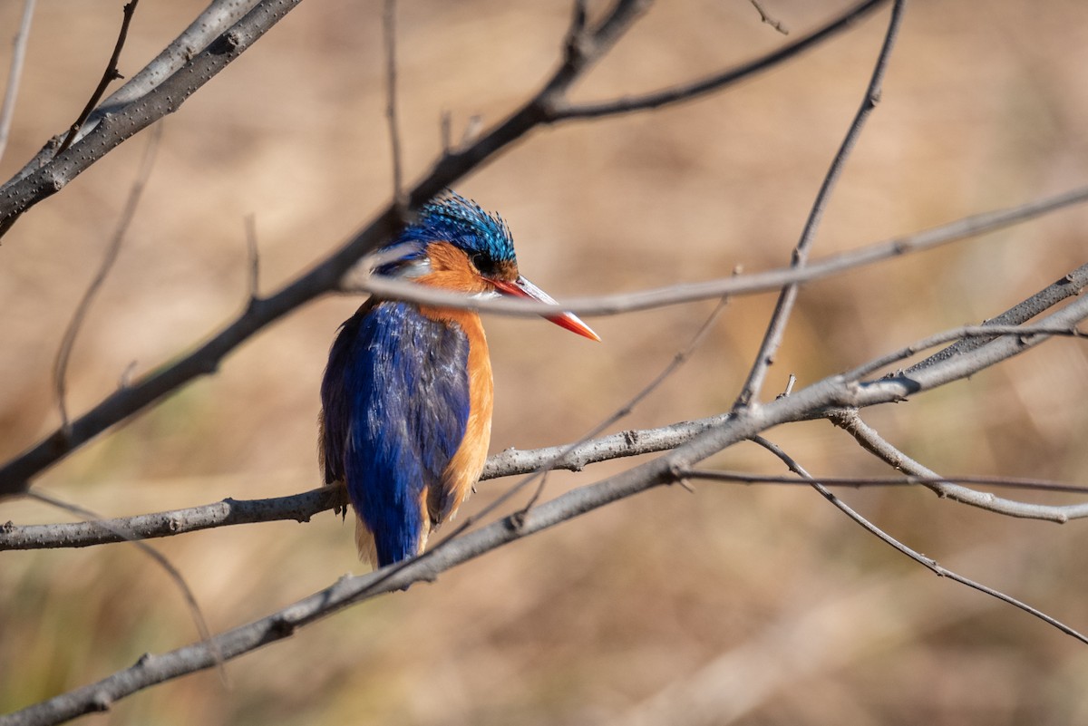 Malachite Kingfisher - ML467649111