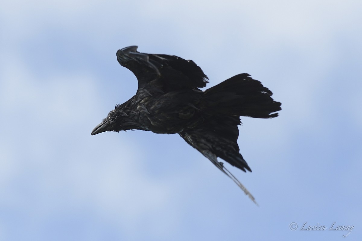 Common Raven - ML467649471