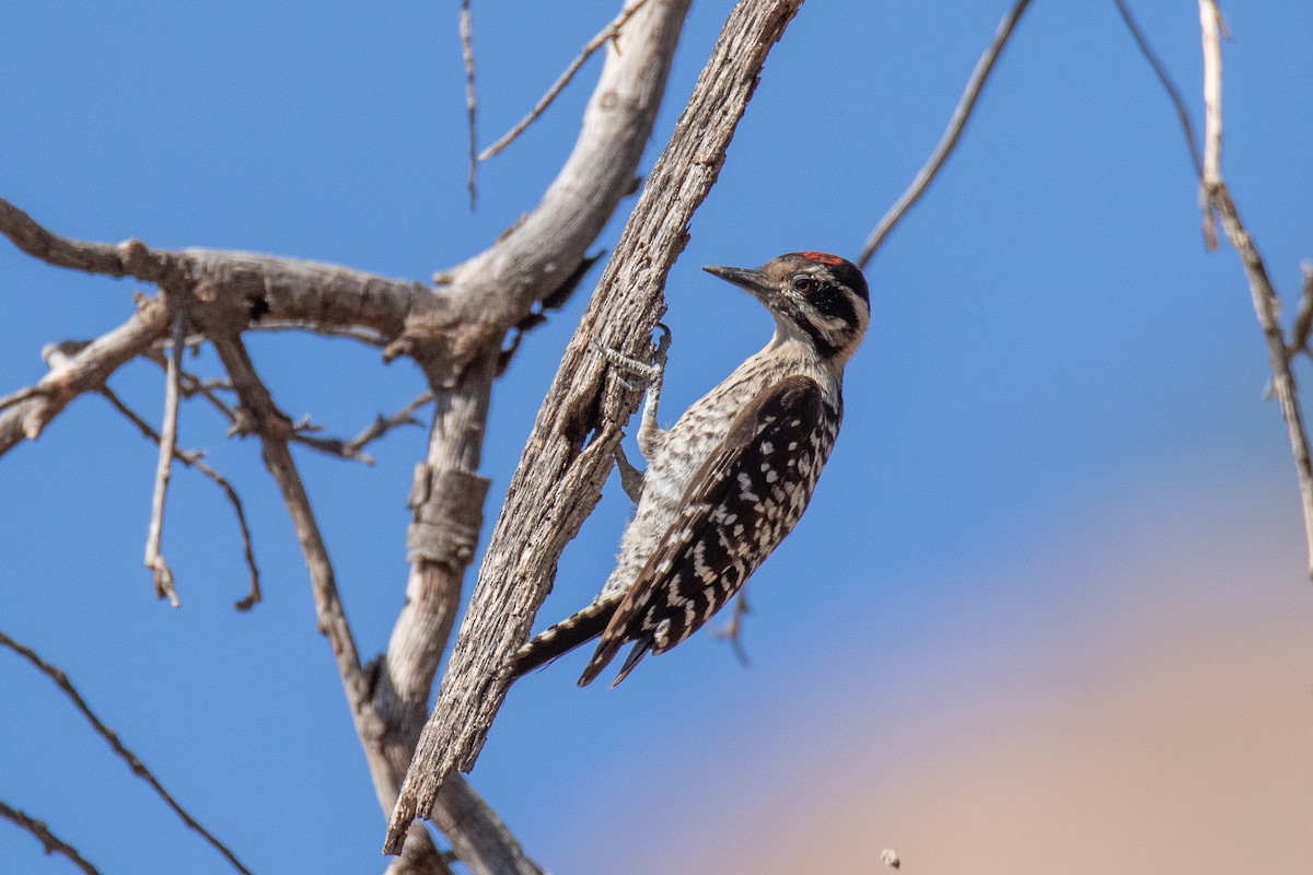 Ladder-backed Woodpecker - Bryan Box