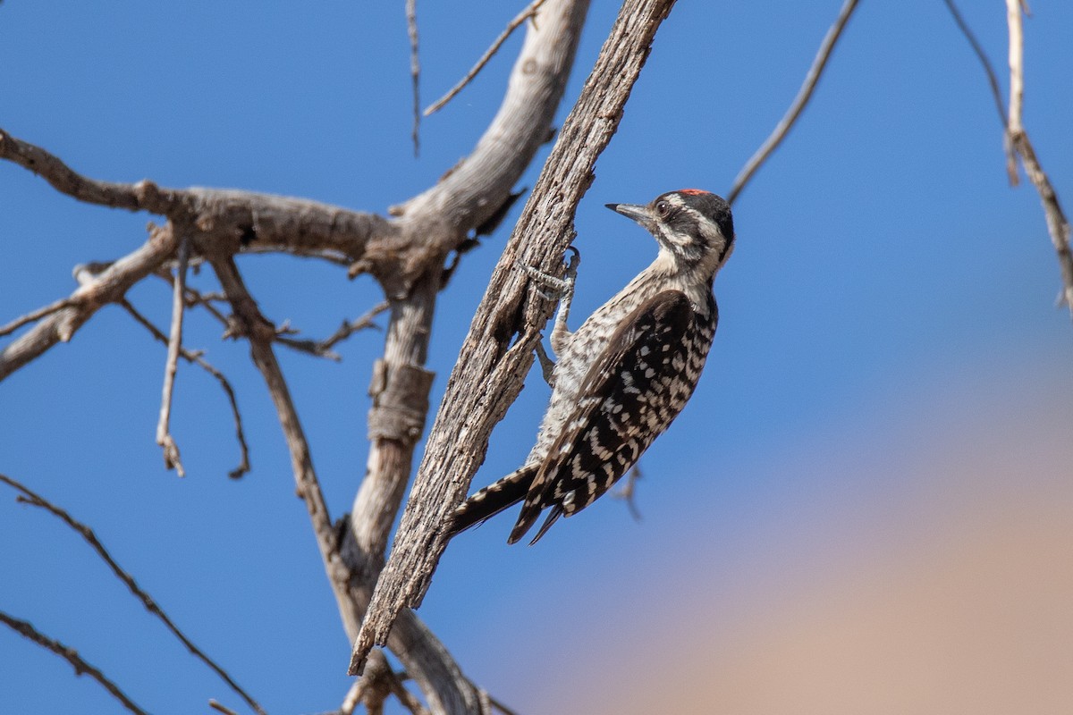 Ladder-backed Woodpecker - ML467649521