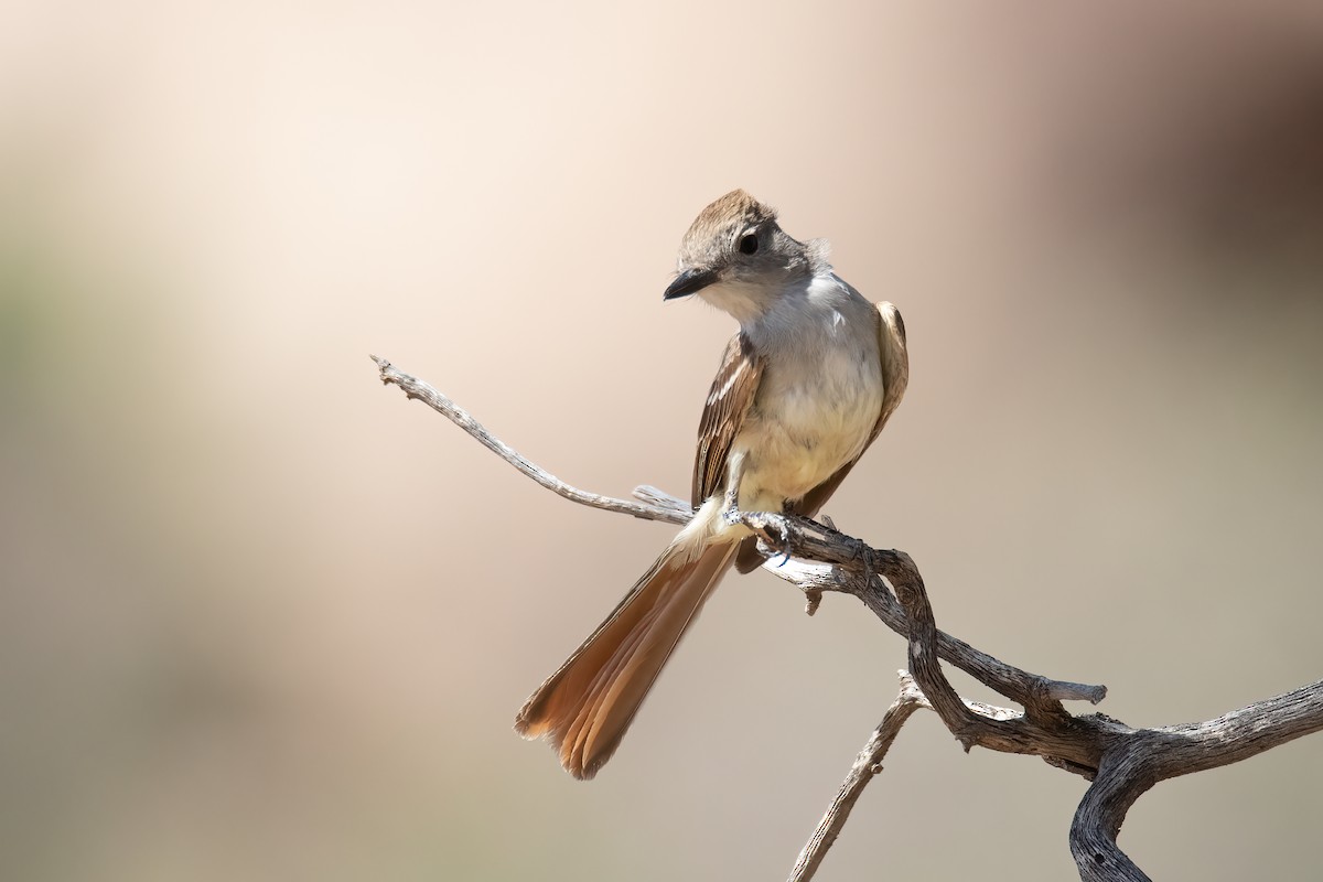 Ash-throated Flycatcher - ML467649541