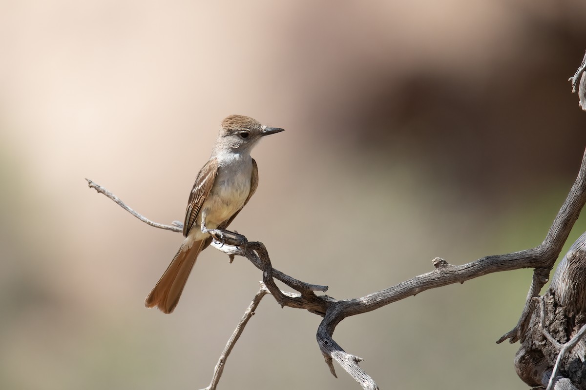 Ash-throated Flycatcher - Bryan Box