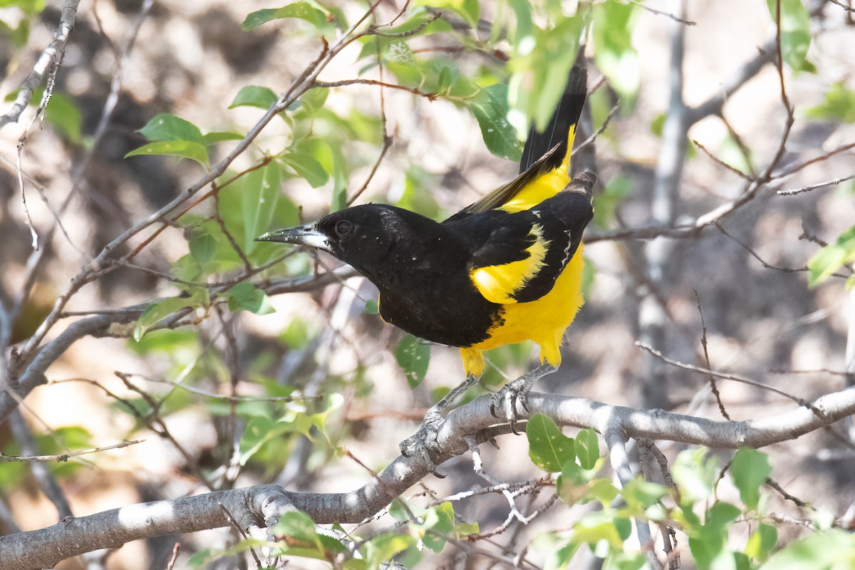 Oriole jaune-verdâtre - ML467649561