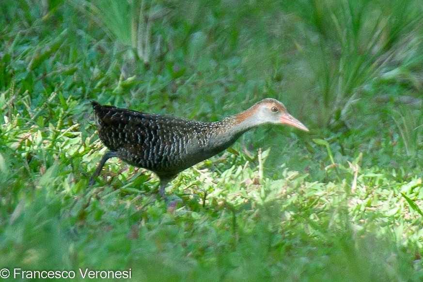 Slaty-breasted Rail - ML467649691