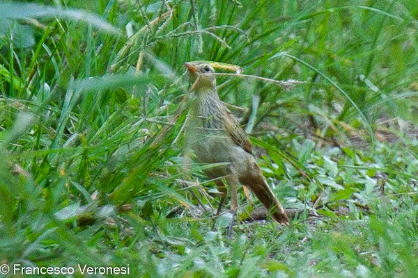 Striated Grassbird - ML467649811