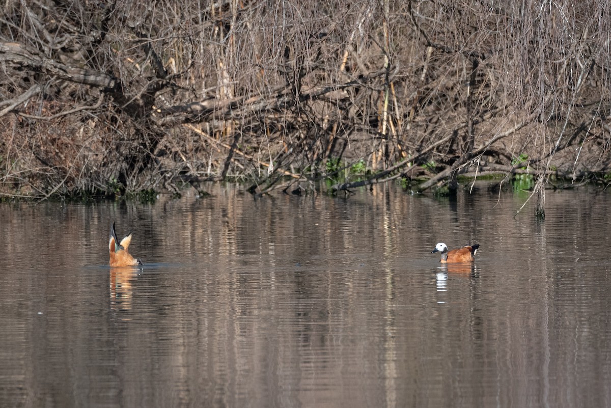 South African Shelduck - ML467649891