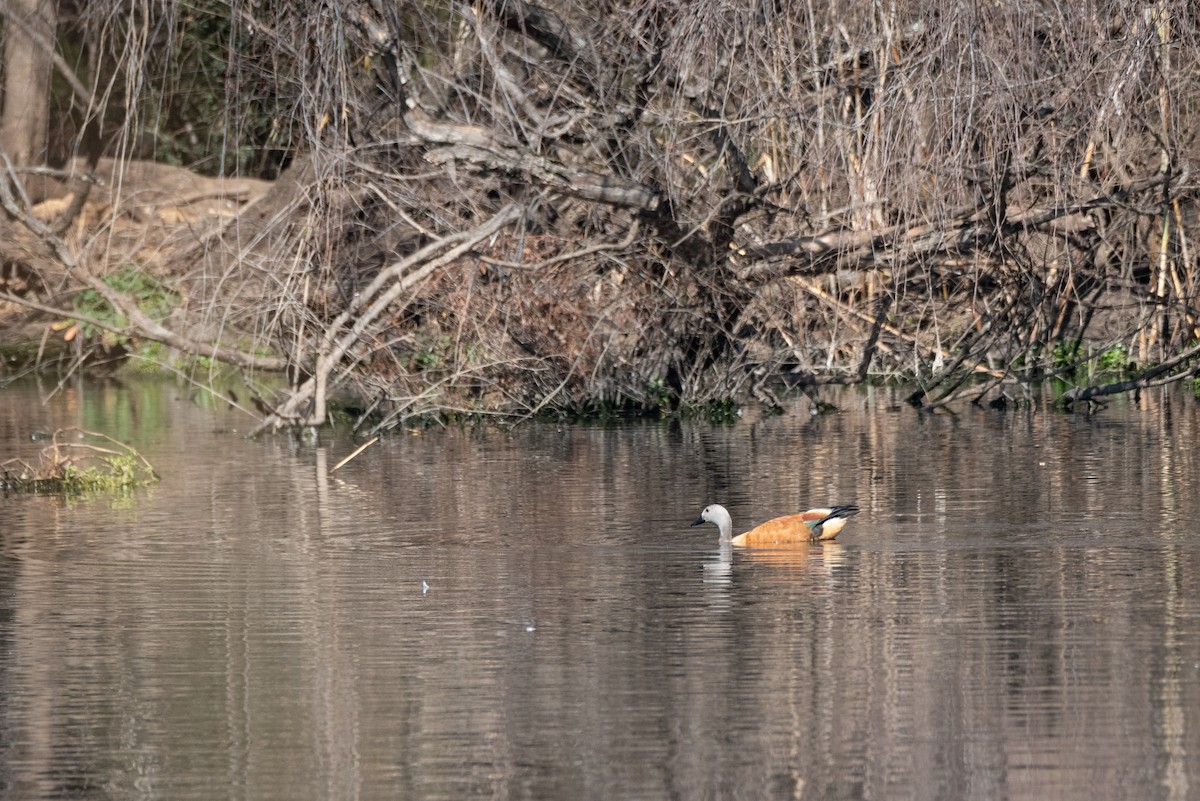 South African Shelduck - ML467649901