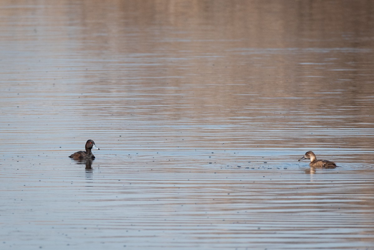 Southern Pochard - ML467649941