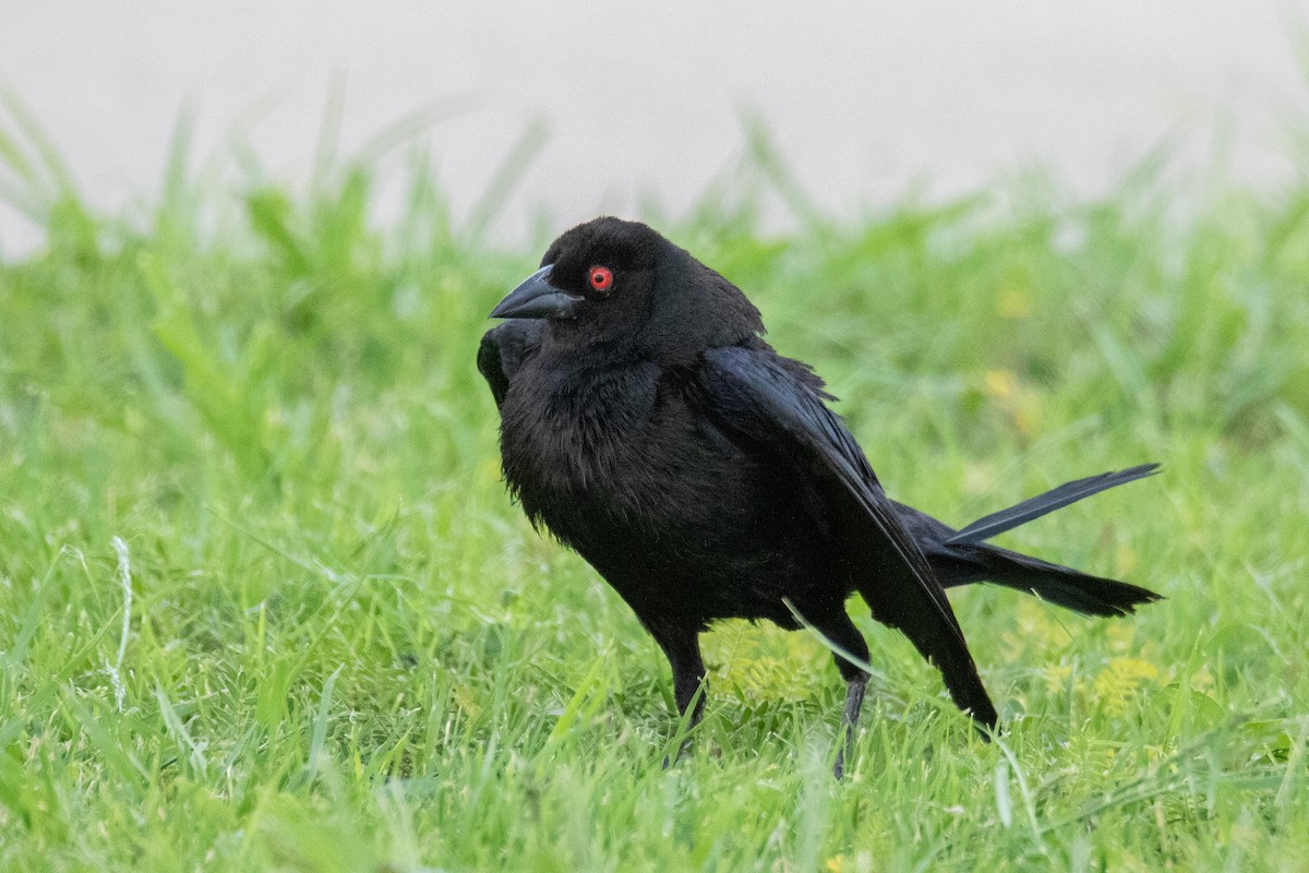 Bronzed Cowbird - ML467650071