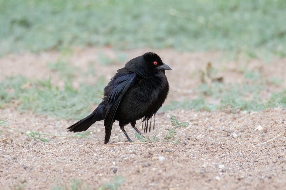 Bronzed Cowbird - ML467650081