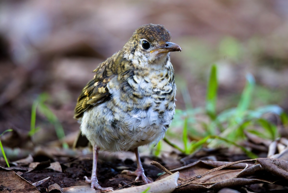 Russet-tailed Thrush - ML467650571