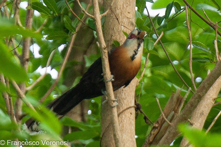 Scale-feathered Malkoha - ML467651301