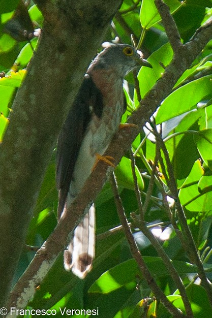 Philippine Hawk-Cuckoo - ML467651321