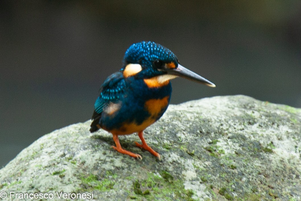 Indigo-banded Kingfisher (Northern) - ML467651341