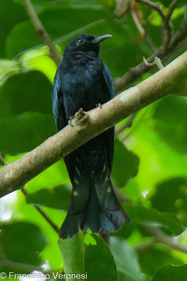 Philippine Drongo-Cuckoo - ML467651531
