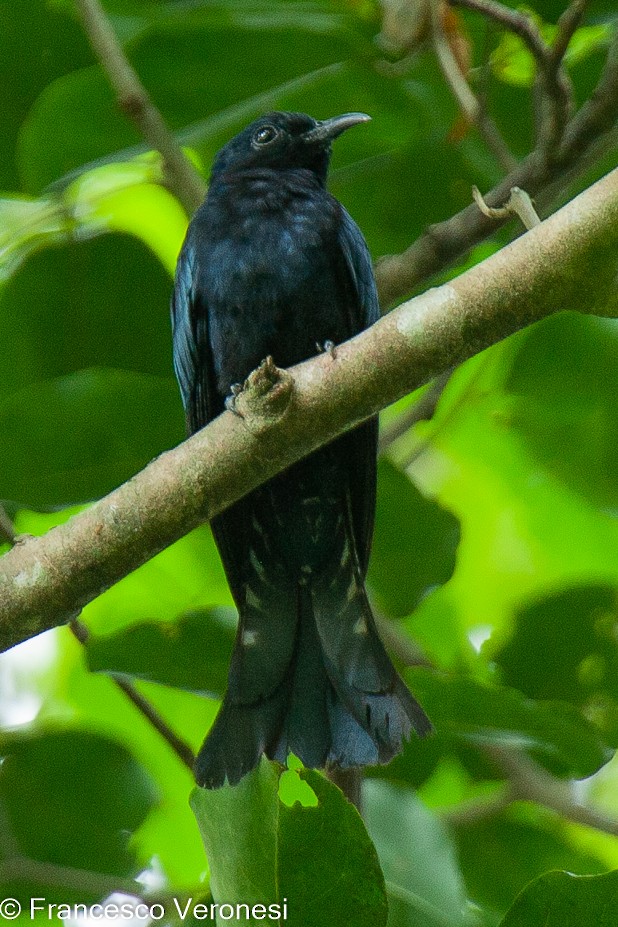 Philippine Drongo-Cuckoo - Francesco Veronesi