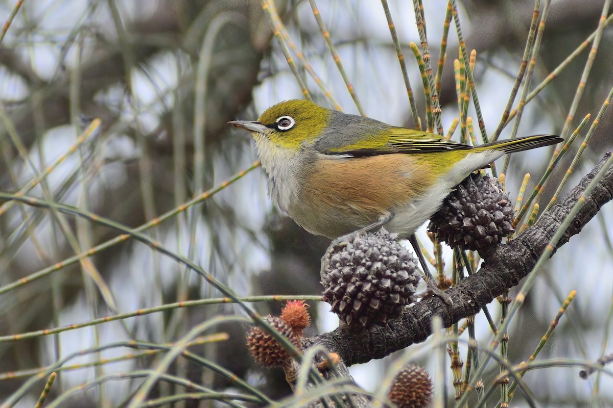 Silvereye - Ken Tay