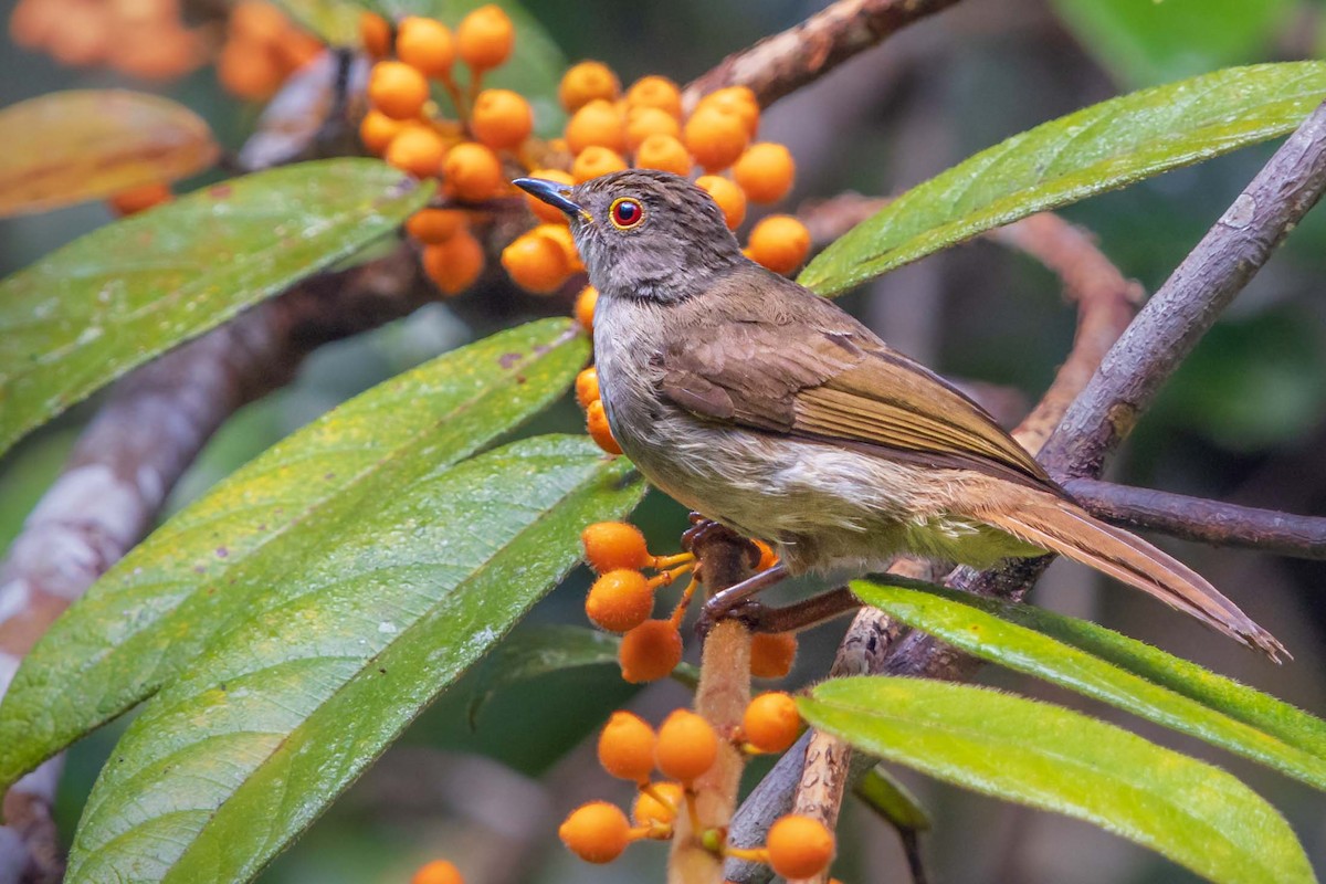 Spectacled Bulbul - Saravanan Krishnamurthy