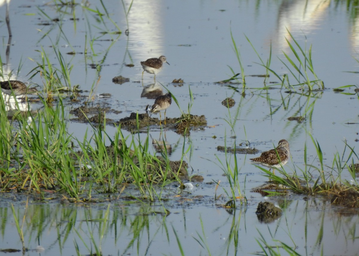 Wood Sandpiper - Luís Lourenço