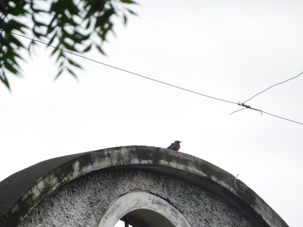 Brown Rock Chat - ML467656051