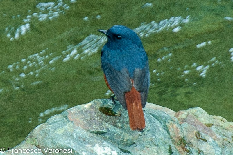 Luzon Redstart - ML467656221