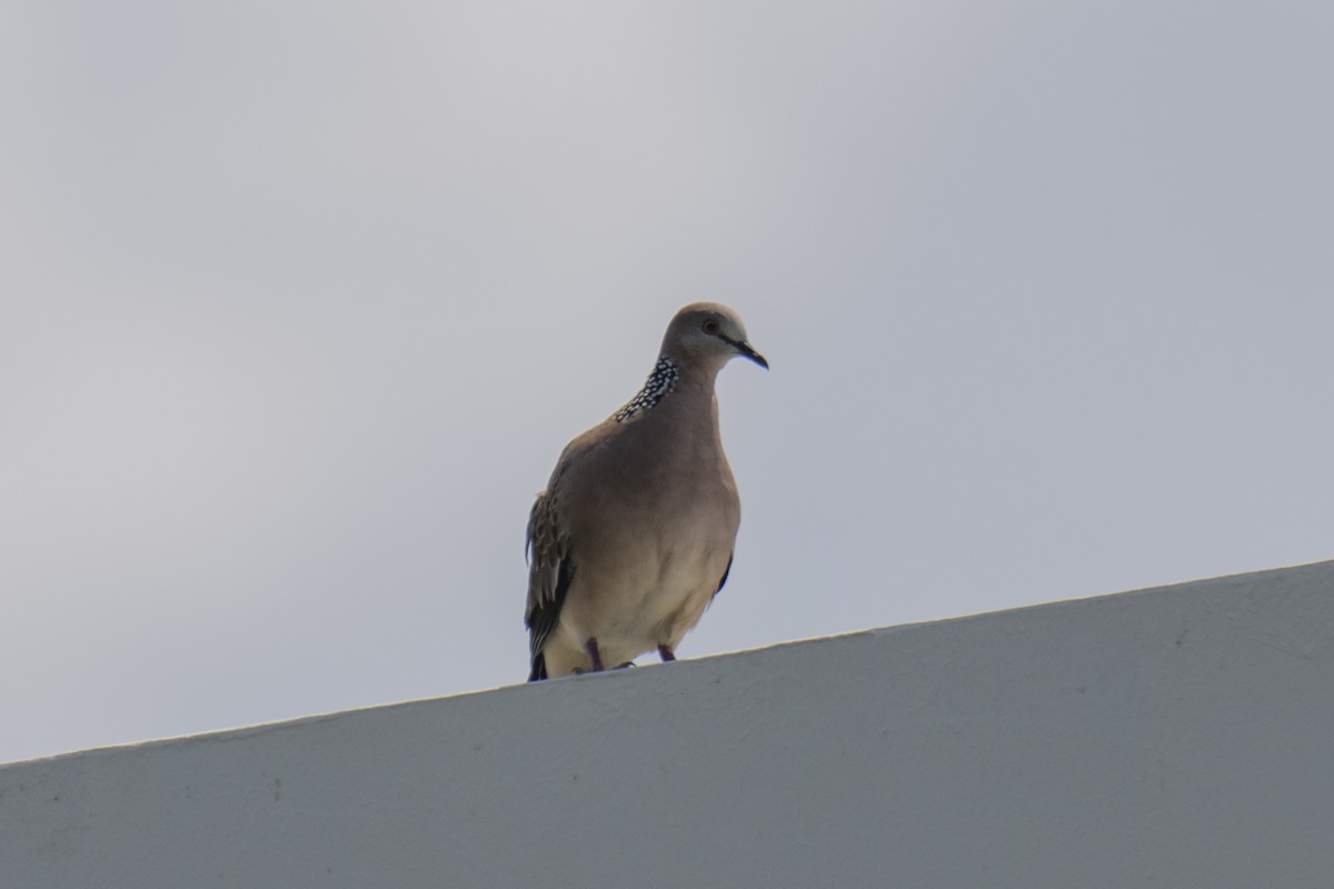 Spotted Dove - ML467656431