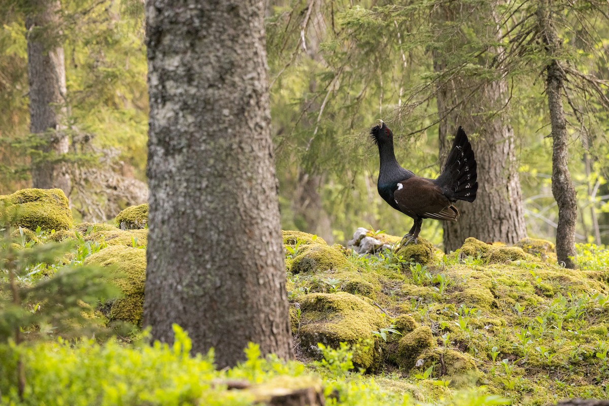 Western Capercaillie - ML467657551