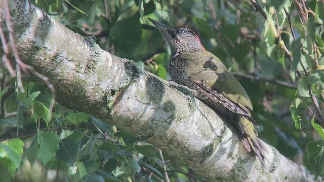Eurasian Green Woodpecker - ML467657741