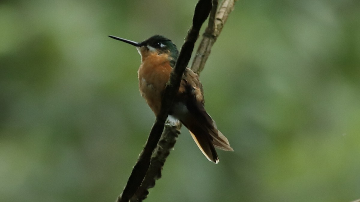 kolibřík brazilský - ML467658141