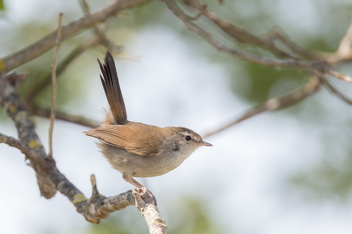 Cetti's Warbler - ML467658321