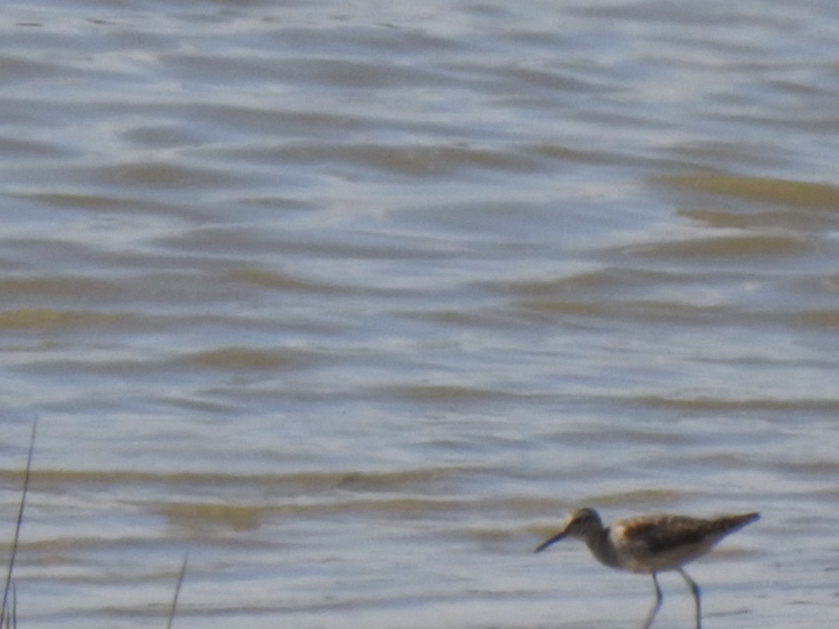 Шугуйн хөгчүү - ML467658731