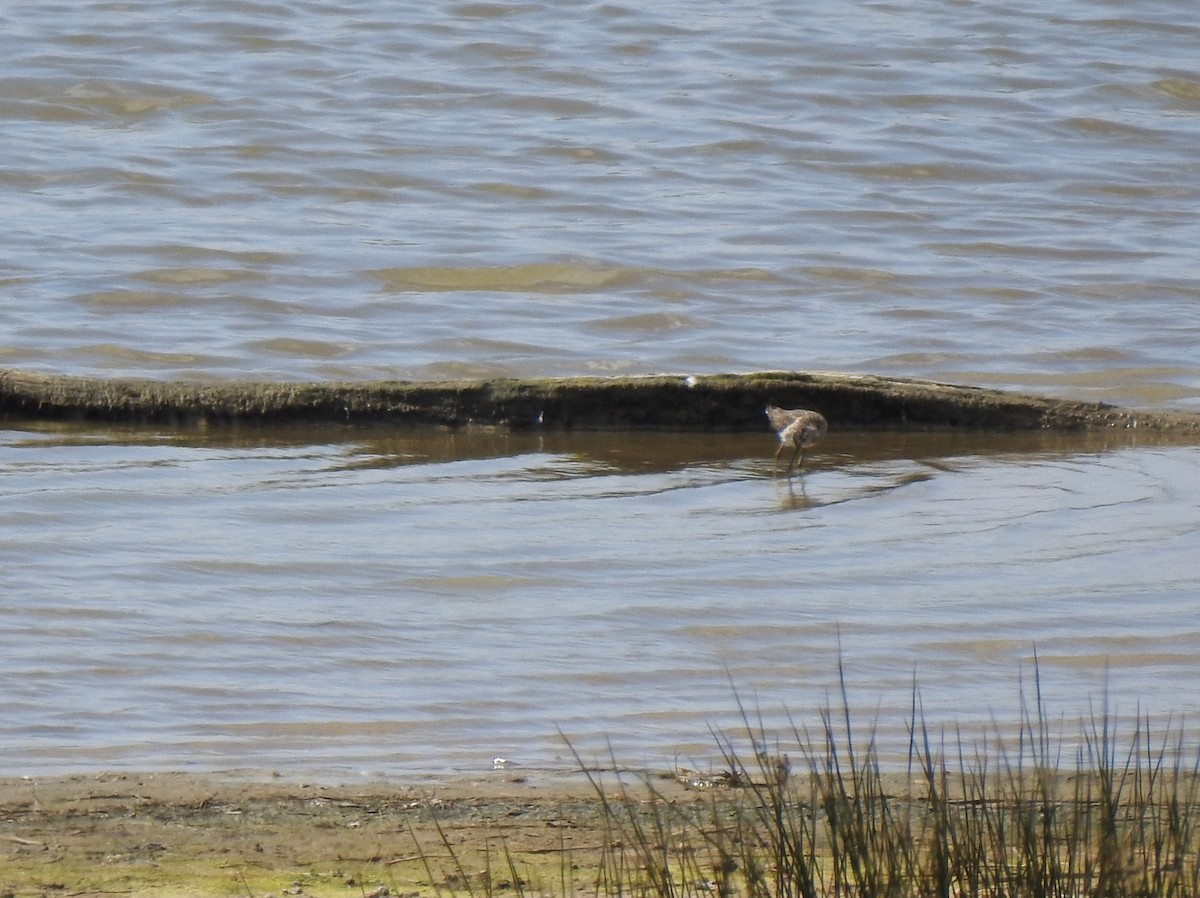 Шугуйн хөгчүү - ML467658861