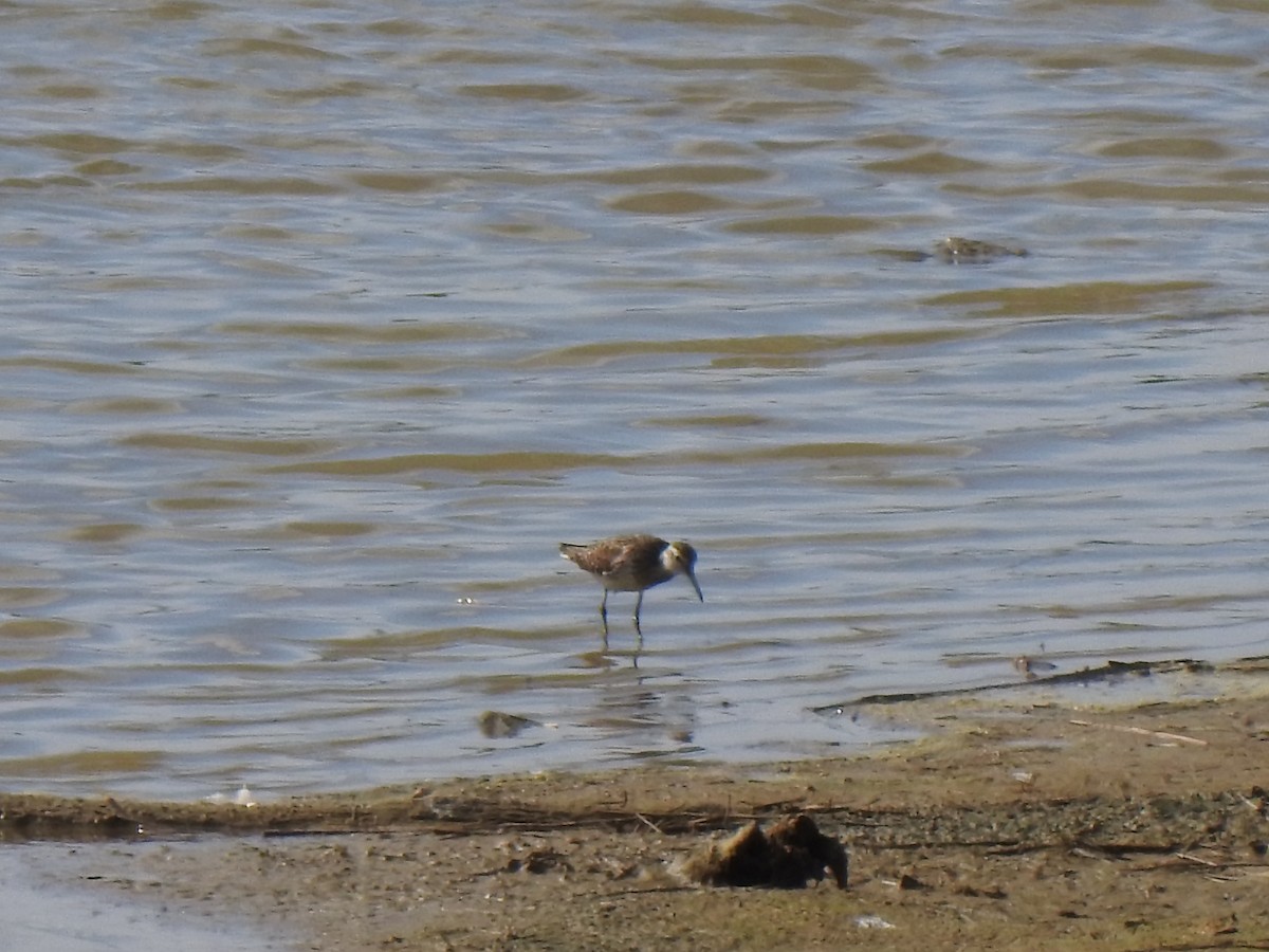 Шугуйн хөгчүү - ML467658881