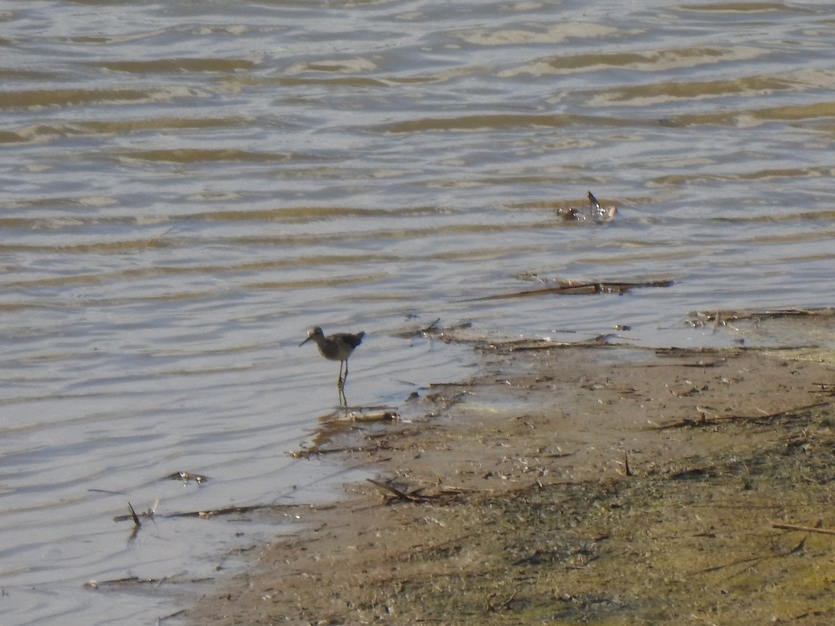 Шугуйн хөгчүү - ML467658921