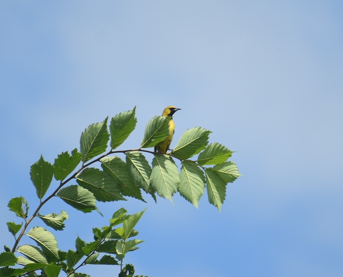 Orchard Oriole - ML467661541