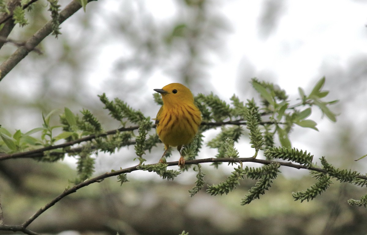 Yellow Warbler - ML467662831