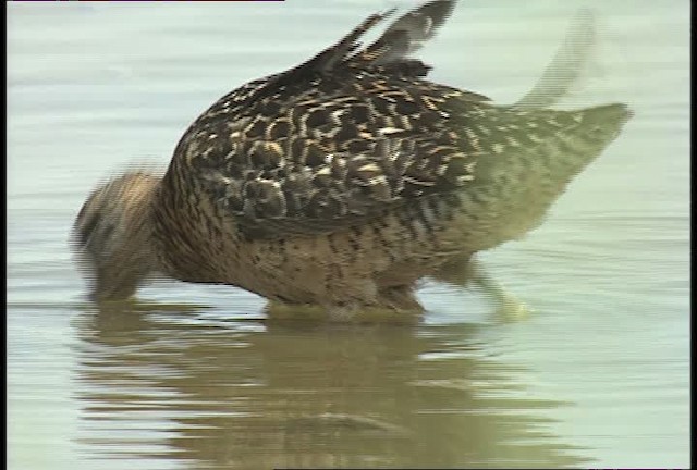 Short-billed/Long-billed Dowitcher - ML467663